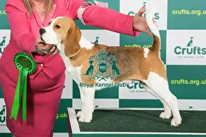 Crufts 2023 Prints: Best of Breed Beagle Crufts 2023