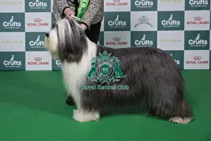 Bearded Collie Prints: Best of Breed Bearded Collie 2025