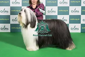 Best of Breed BEARDED COLLIE Crufts 2022