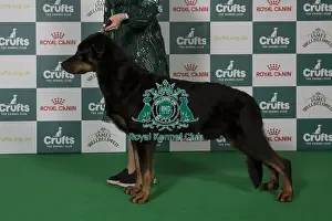 Best of Breed Beauceron 2025