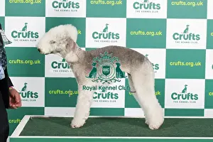 Best of Breed BEDLINGTON TERRIER Crufts 2023