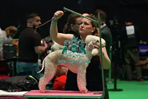 Bedlington Terrier Prints: Best of Breed Bedlington Terrier prepares backstage