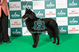 2025 Prints: Best of Breed Belgian Shepherd Dog (Groenendael) 2025