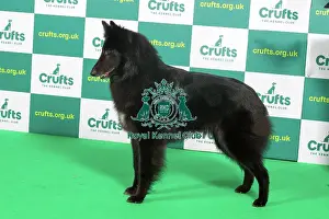 Best of Breed BELGIAN SHEPHERD DOG (GROENENDAEL) Crufts 2023