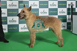 Best of Breed BELGIAN SHEPHERD DOG (LAEKENOIS) Crufts 2022