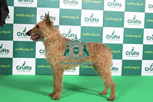 Best of Breed BELGIAN SHEPHERD DOG (LAEKENOIS) Crufts 2023