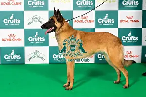 Best of Breed Belgian Shepherd Dog (Malinois) 2025