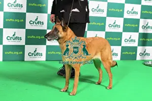 Best of Breed BELGIAN SHEPHERD DOG (MALINOIS) Crufts 2023