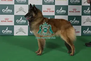 Belgian Shepherd Dog Prints: Best of Breed Belgian Shepherd Dog (Tervueren) 2025