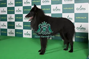 Best of Breed BELGIAN SHEPHERD DOG (TERVUEREN) Crufts 2022