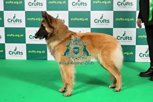 Best of Breed BELGIAN SHEPHERD DOG (TERVUEREN) Crufts 2023