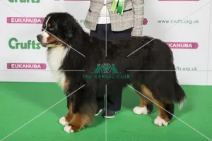Best of Breed Bernese Mountain Dog