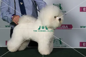 Best of Breed BICHON FRISE
