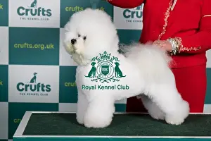 Best of Breed BICHON FRISE Crufts 2022