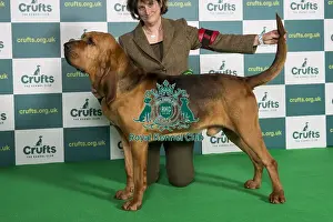 Best of Breed BLOODHOUND Crufts 2022