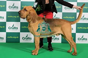 Best of Breed Bloodhound Crufts 2023