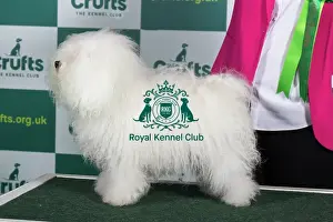 Official photos from Crufts 2023: Best of Breed BOLOGNESE Crufts 2023