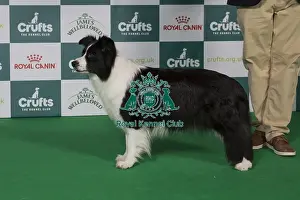 Best of Breed Border Collie 2025