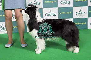 Best of Breed BORDER COLLIE Crufts 2022