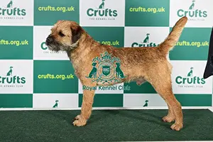Best of Breed BORDER TERRIER Crufts 2023