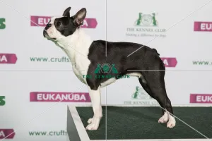 Best of Breed BOSTON TERRIER