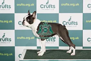 Best of Breed Boston Terrier Crufts 2022