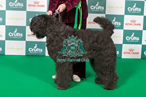 Best of Breed Bouvier Des Flandres 2025
