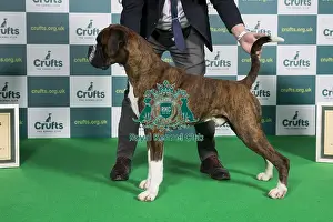Best of Breed Boxer Crufts 2022