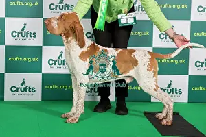 Official photos from Crufts 2023: Best of Breed Bracco Italiano Crufts 2023