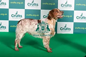 Best of Breed Brittany Crufts 2022
