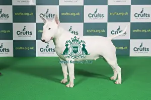Best of Breed BULL TERRIER Crufts 2022