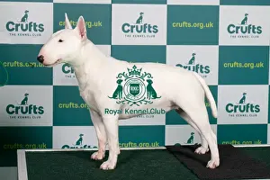 Best of Breed BULL TERRIER (MINIATURE)