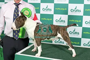Best of Breed BULL TERRIER (MINIATURE) Crufts 2023