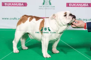 Best of Breed BULLDOG