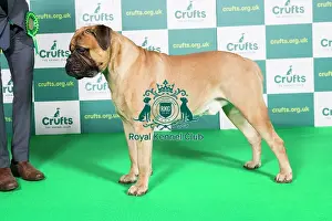 Best of Breed Bullmastiff Crufts 2022