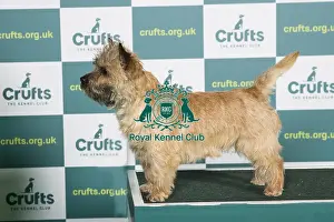 Best of Breed CAIRN TERRIER Crufts 2022