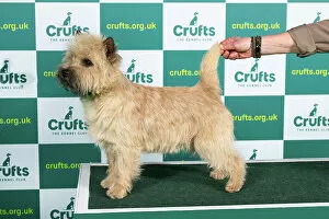 Trending: Best of Breed Cairn Terrier Crufts 2023