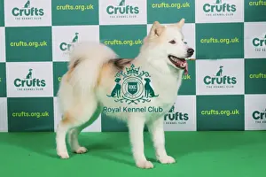 Best of Breed CANADIAN ESKIMO DOG (NONCC) Crufts 2023