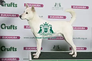Utility Prints: Best of Breed CANaN DOG