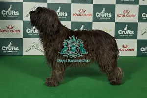 Best of Breed Catalan Sheepdog 2025