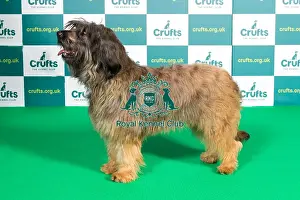 Best of Breed CATALAN SHEEPDOG Crufts 2022