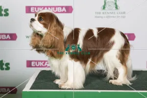 Cavalier King Charles Spaniel