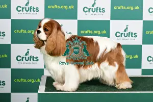 Best of Breed CAVALIER KING CHARLES SPANIEL Crufts 2023