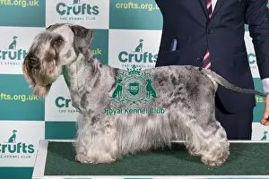 Best of Breed CESKY TERRIER Crufts 2022