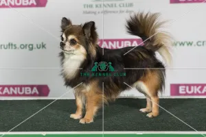 Best of Breed CHIHUAHUA (LONG COAT)