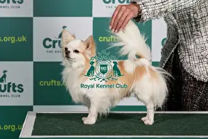 Best of Breed CHIHUAHUA (LONG COAT) Crufts 2023