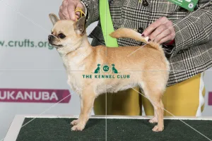 Best of Breed CHIHUAHUA (SMOOTH COAT)
