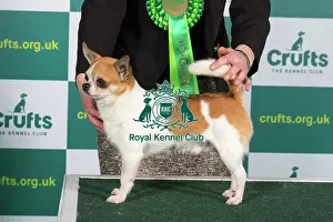 Best of Breed CHIHUAHUA (SMOOTH COAT) Crufts 2023