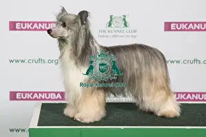 Best of Breed CHINESE CRESTED