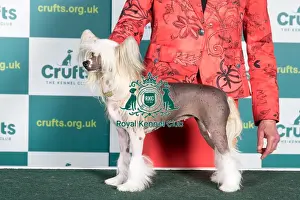 Best of Breed CHINESE CRESTED Crufts 2022